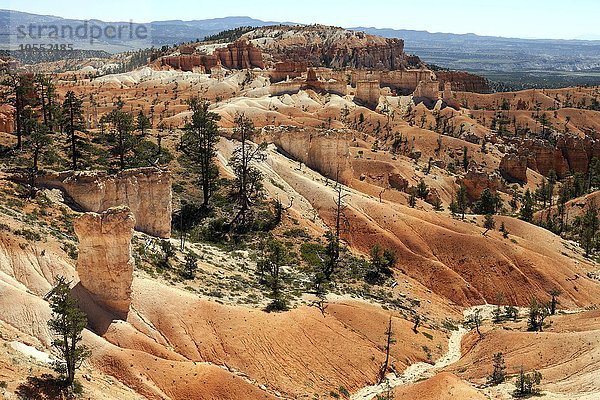 Ausblick vom Queens Garden Trail auf farbige Gesteinsformationen  Hoodoos  Bryce-Canyon-Nationalpark  Utah  USA  Nordamerika