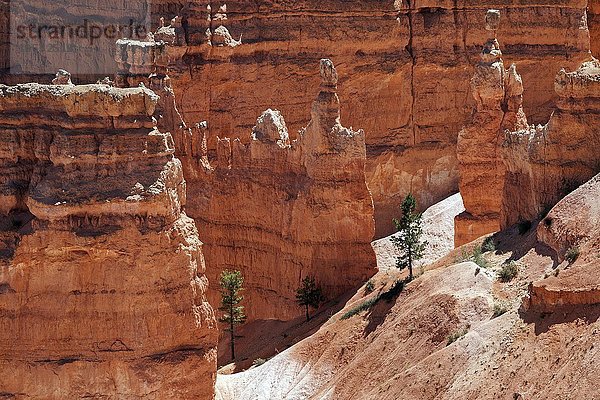 Ausblick auf farbige Gesteinsformationen  Hoodoos  Bryce-Canyon-Nationalpark  Utah  USA  Nordamerika