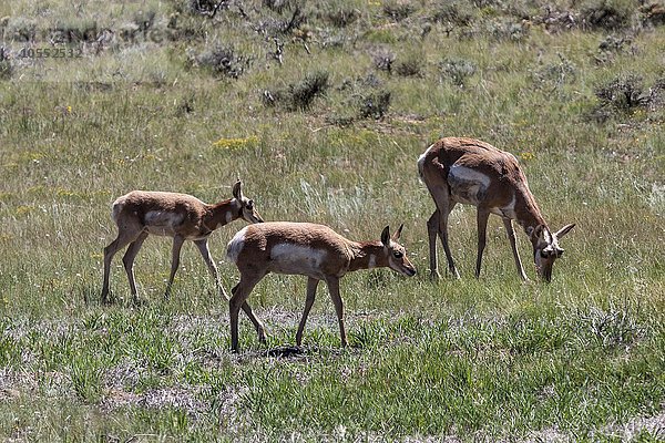 Pronghorn Antilopen (Antilocapra americana)  Bryce Canyon Nationalpark  Utah  USA  Nordamerika