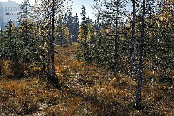 Vegetation im Kematsrieder Moor oder Moos  Herbststimmung  Oberjoch  Allgäu  Bayern  Deutschland  Europa