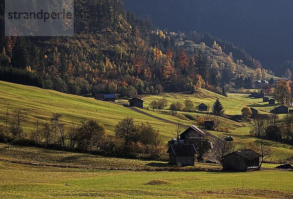 Herbstlich verfärbte Bäume im Hintersteiner Tal  bei Bruck  Herbststimmung  Allgäu  Bayern  Deutschland  Europa