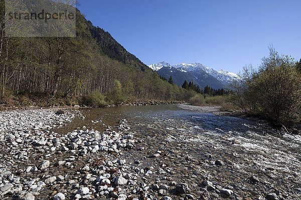 Fluss Ostrach  hinten die Allgäuer Berge  Herbststimmung  bei Hinterstein  Allgäu  Bayern  Deutschland  Europa