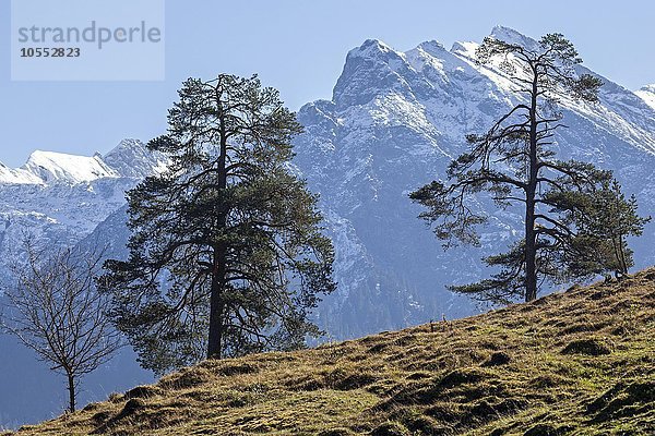 Almwiese mit Bäumen  hinten schneebedeckte Allgäuer Berge  bei Hinterstein  Allgäu  Bayern  Deutschland  Europa