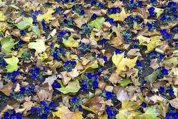 Blaue Garten-Stiefmütterchen (Viola wittrockiana) zwischen Herbstlaub  Baden-Württemberg  Deutschland  Europa
