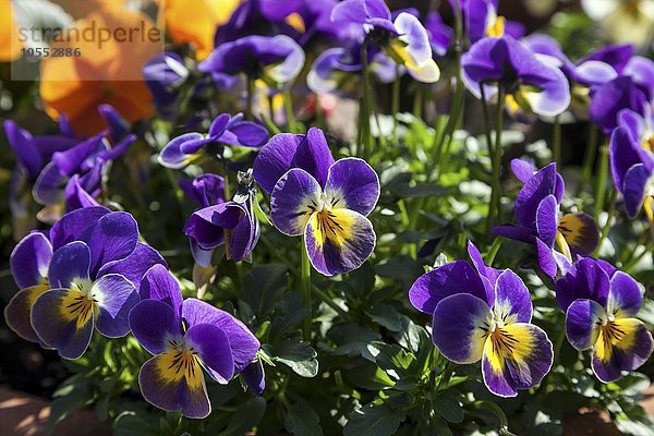 Wilde Stiefmütterchen (Viola tricolor)  Deutschland  Europa