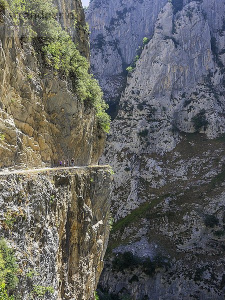 Wanderweg am ausgesetzten Fels durch die Cares Schlucht  Nationalpark Picos de la Europa  Cain  Castilla y León  Spanien  Europa