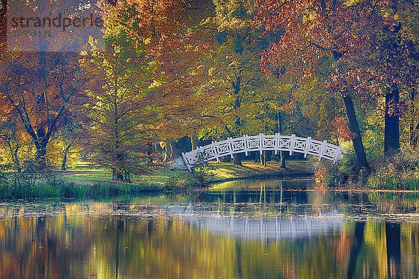 Herbst im Park Wörlitz  UNESCO-Welterbe Dessau- Wörlitzer Gartenreich  Sachsen- Anhalt  Deutschland  Europa