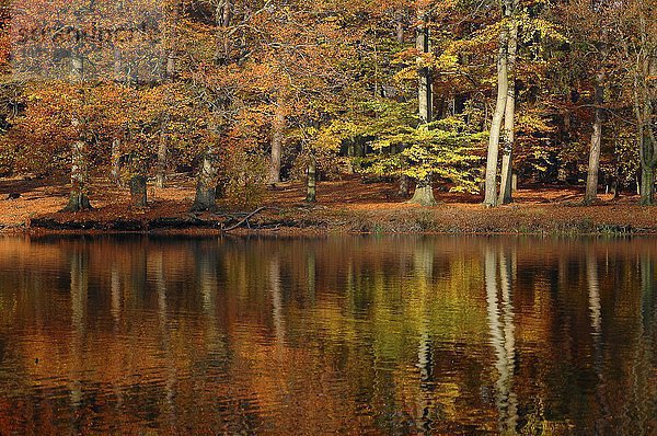 Herbstliche Bäume spiegeln sich in einem Teich  Klövensteen  Hamburg  Deutschland  Europa