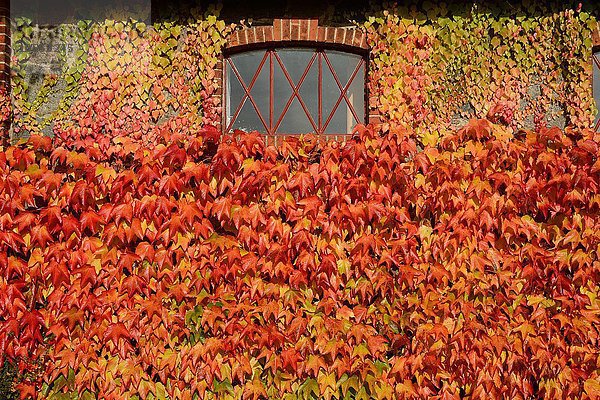Selbstkletternde Jungfernrebe  auch Wilder Wein (Parthenocissus quinquefolia) an einer Hauswand  in Herbstfarben  Skåne län  Schweden  Europa