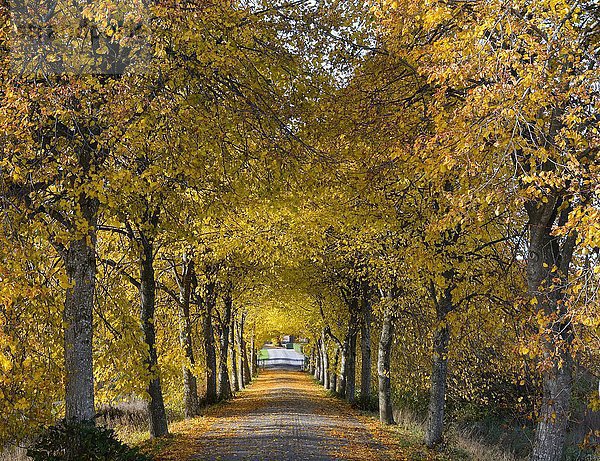Allee in Herbstfarben  Krageholm  Skåne län  Schweden  Europa