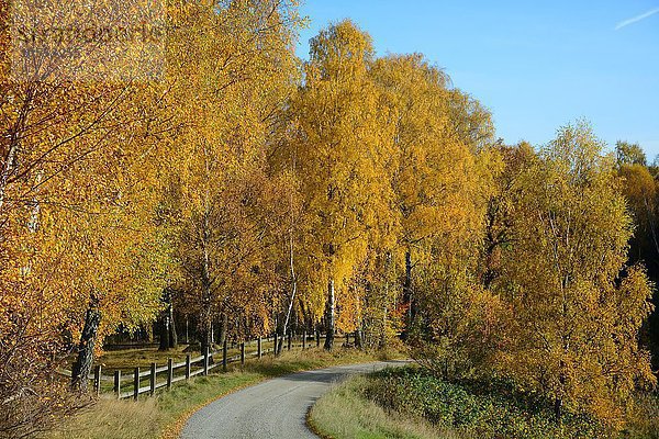 Schmale Straße mit Birken (Betula sp.)  Bäume in Herbstfarben  Snogeholm  Skåne län  Schweden  Europa
