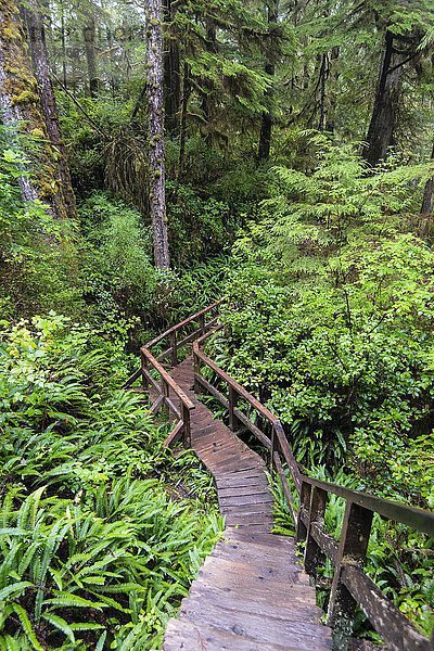 Bohlenweg  Rainforest Trail  Pacific Rim Nationalpark  Vancouver Island  Britisch Columbia  Kanada  Nordamerika