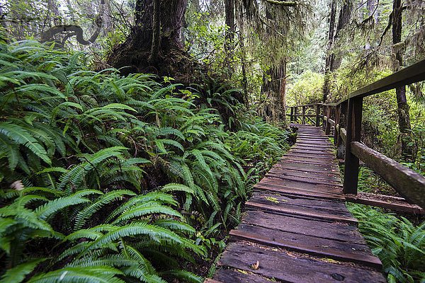 Bohlenweg  Rainforest Trail  Pacific Rim Nationalpark  Vancouver Island  Britisch Columbia  Kanada  Nordamerika