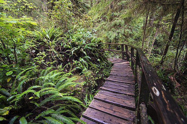 Bohlenweg  Rainforest Trail  Pacific Rim Nationalpark  Vancouver Island  Britisch Columbia  Kanada  Nordamerika