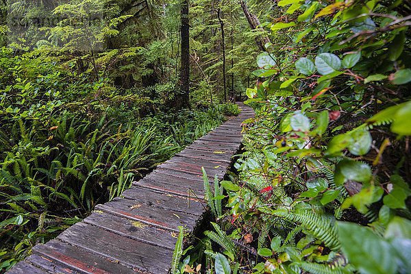 Bohlenweg  Rainforest Trail  Pacific Rim Nationalpark  Vancouver Island  Britisch Columbia  Kanada  Nordamerika