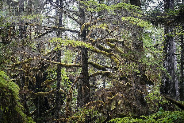 Bäume mit Flechten  Rainforest Trail  Pacific Rim Nationalpark  Vancouver Island  Britisch Columbia  Kanada  Nordamerika