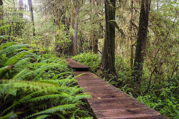 Bohlenweg  Rainforest Trail  Pacific Rim Nationalpark  Vancouver Island  Britisch Columbia  Kanada  Nordamerika