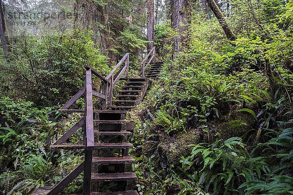 Treppe am Rainforest Trail  Pacific Rim Nationalpark  Vancouver Island  Britisch Columbia  Kanada  Nordamerika