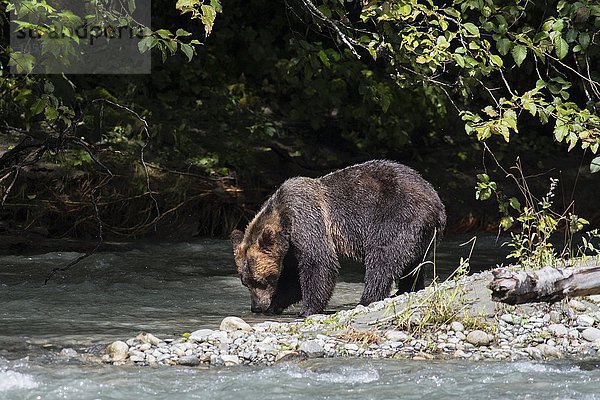 Grizzlybär (Ursus arctos horribilis)  adult  auf Nahrungssuche  Bute Inlet  Vancouver Island  British Columbia  Kanada  Nordamerika