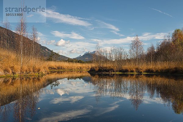 Moorsee  Libellenteich im Herbst  Pürgschachen Moor  Ardning  Steiermark  Österreich  Europa