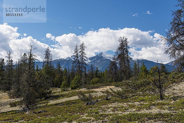 Jackman Flats  Valemount  British Columbia  Kanada  Nordamerika