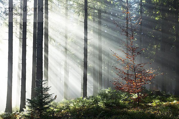 Sonnenstrahlen strahlen im Nebel durch Baumstämme im Fichten Wald  Herbst  Hinterzarten  Schwarzwald  Baden-Württemberg  Deutschland  Europa