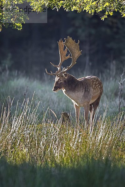 Damhirsch (Dama dama) im Herbst  Schaufler  Sachsen  Deutschland  Europa