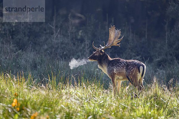 Damhirsch (Dama dama) im Herbst  an kaltem Morgen  Schaufler  Sachsen  Deutschland  Europa