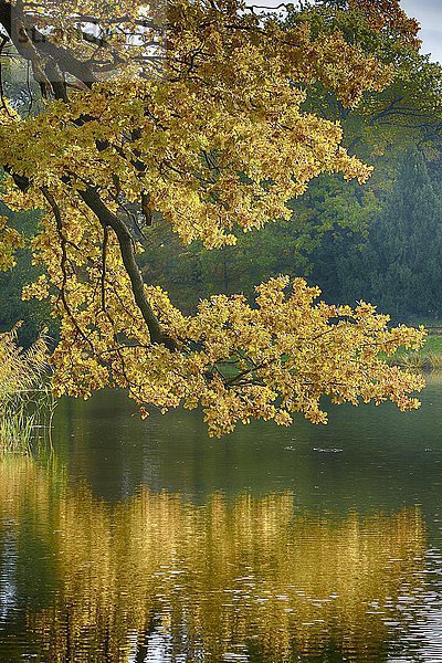 See im Herbst  Dessau- Wörlitzer Gartenreich  bei Wörlitz  Sachsen-Anhalt  Deutschland  Europa