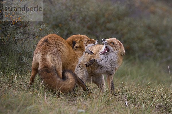 Rotfuchs (Vulpes vulpes)  zwei Füchse kämpfen  Nordholland  Niederlande  Europa