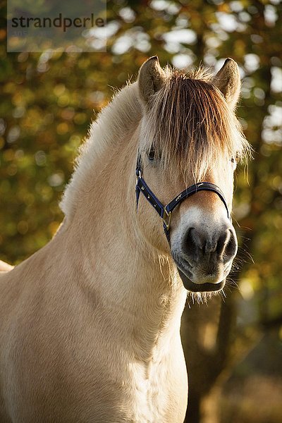 Fjordpferd (Equus ferus caballus)  Pony  Wallach  Falbe  im Herbst  Portrait