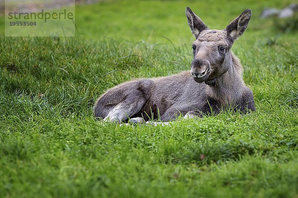 Elch (Alces alces)  Kalb im Gras liegend  captive  Småland  Schweden  Europa