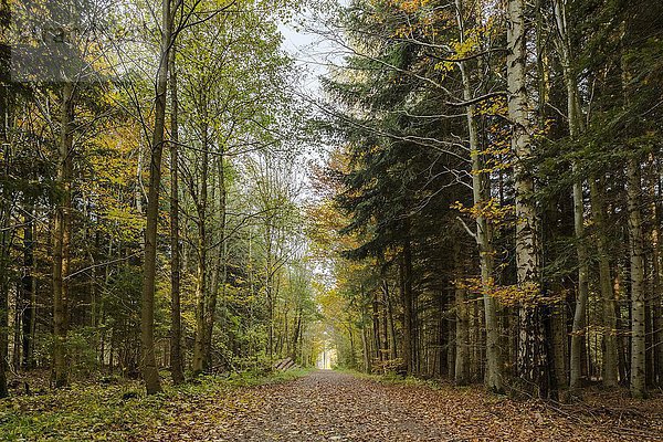 Herbststimmung im Wald  Stadtwald  Mindelheim  Allgäu  Bayern  Deutschland  Europa