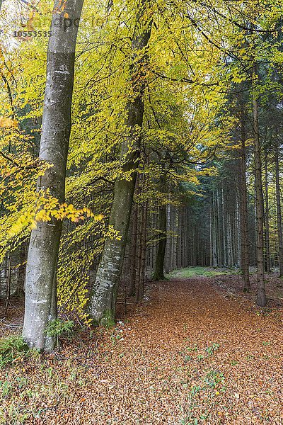 Herbststimmung im Wald  Stadtwald  Mindelheim  Allgäu  Bayern  Deutschland  Europa