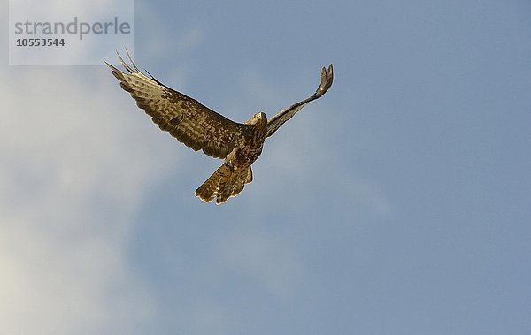 Mäusebussard (Buteo buteo) im Flug  Niederösterreich  Österreich  Europa