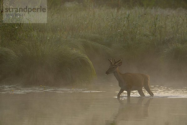 Nebelige Morgenstimmung mit Rothirsch (Cervus elaphus) im Wasser  Schönau an der Donau  Niederösterreich  Österreich  Europa