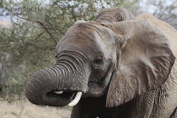 Afrikanischer Elefant (Loxodonta africana)  Portrait  Tarangire Nationalpark  Tansania  Afrika