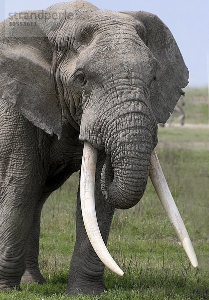 Afrikanischer Elefant (Loxodonta africana)  Tarangire Nationalpark  Tansania  Afrika
