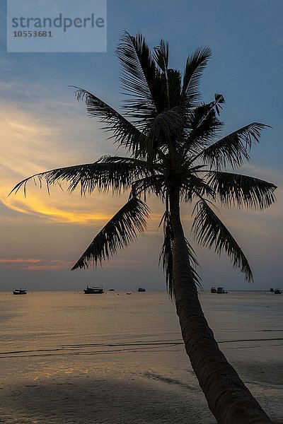 Palme bei Sonnenuntergang am Meer  Südchinesisches Meer  Golf von Thailand  Insel Koh Tao  Thailand  Asien