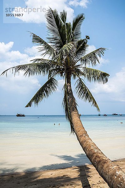 Palme am Sandstrand  türkises Meer  Sairee Beach  Insel Koh Tao  Golf von Thailand  Thailand  Asien