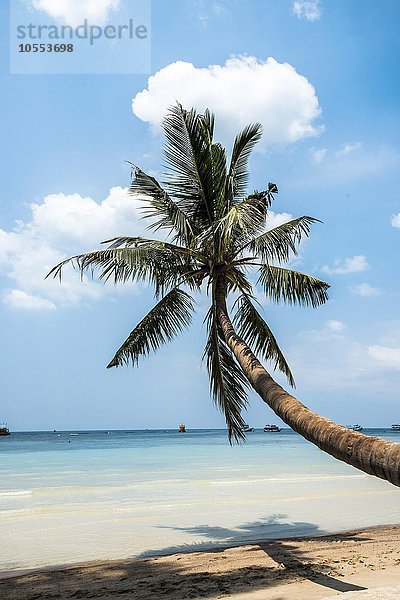 Palme am Sandstrand  türkises Meer  Sairee Beach  Insel Koh Tao  Golf von Thailand  Thailand  Asien
