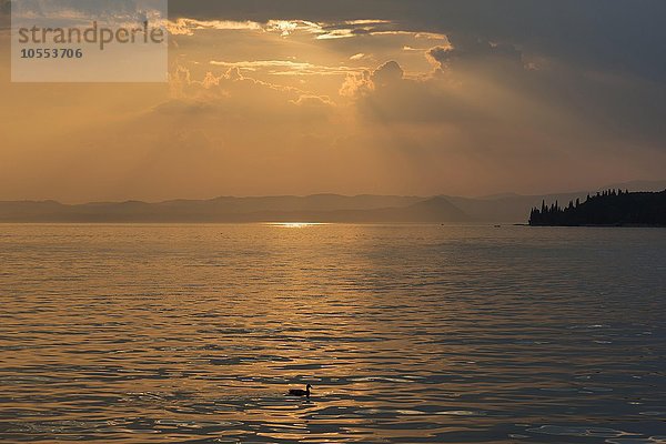 Abendstimmung am Gardasee  Garda  Veneto  Italien  Europa