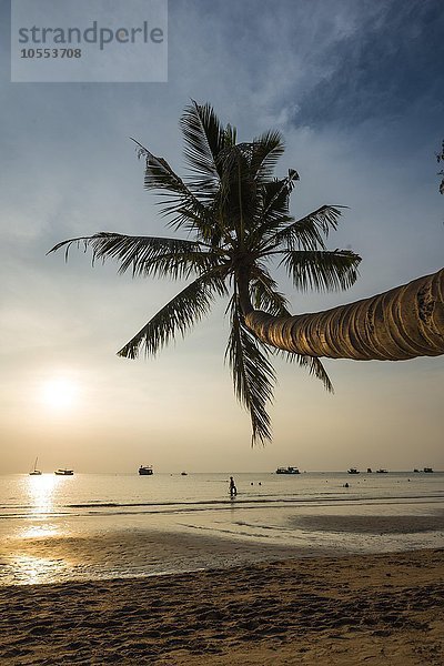 Palme am Sandstrand mit Meer  Sairee Beach  Insel Koh Tao  Golf von Thailand  Thailand  Asien