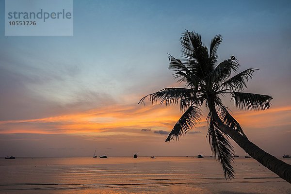 Palme bei Sonnenuntergang am Meer  Südchinesisches Meer  Golf von Thailand  Insel Koh Tao  Thailand  Asien