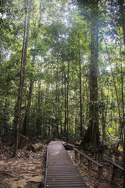 Holzbohlen  Weg im Dschungel  Kuala Tahan  Nationalpark Taman Negara  Malaysia  Asien