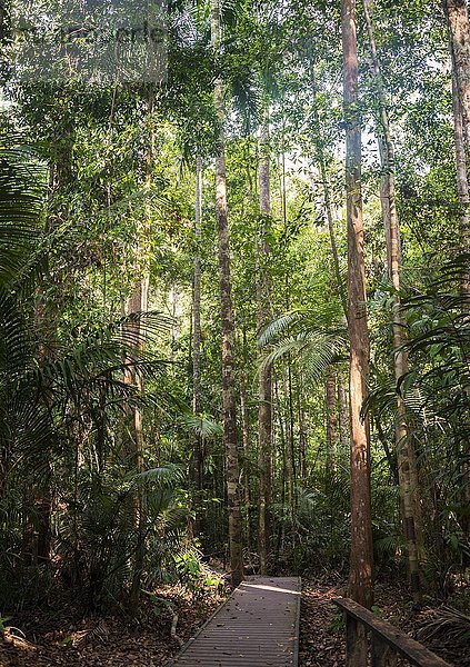 Holzbohlen  Holzweg im Dschungel  Kuala Tahan  Nationalpark Taman Negara  Malaysia  Asien