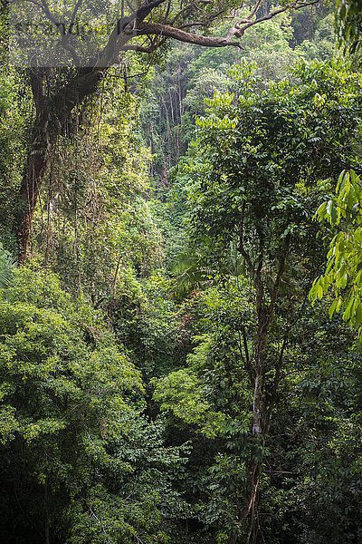Dickicht  Bäume  Dschungel  Kuala Tahan  Nationalpark Taman Negara  Malaysia  Asien