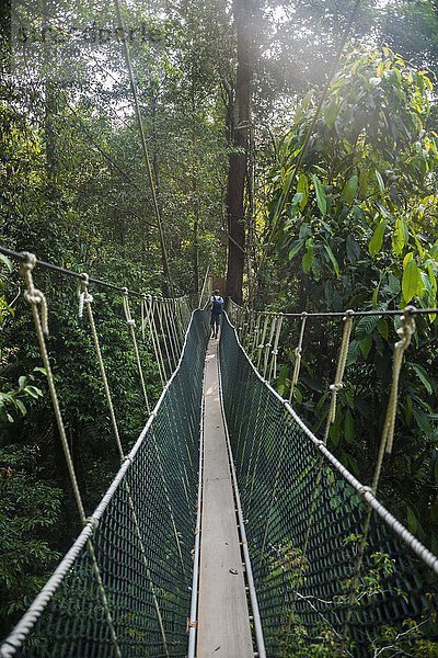 Tourist  Junger Mann auf Hängebrücke im Dschungel  Canopy Walkway  Kuala Tahan  Nationalpark Taman Negara  Malaysia  Asien