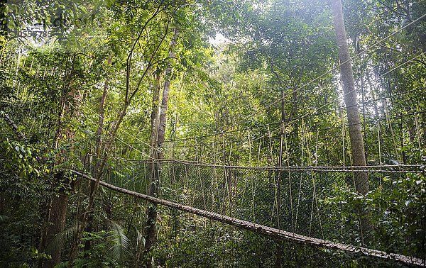Hängebrücke im Dschungel  Canopy Walkway  Kuala Tahan  Nationalpark Taman Negara  Malaysia  Asien