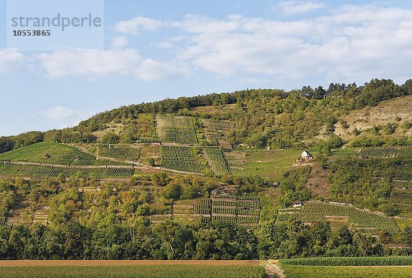 Grainberg und Kalbenstein mit Weinbergen  Karlstadt  Unterfranken  Franken  Bayern  Deutschland  Europa